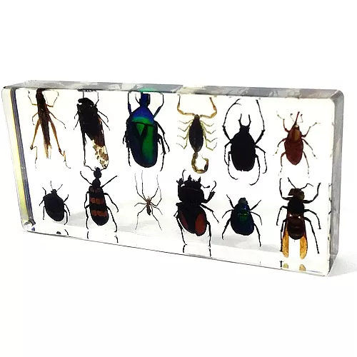 Научный набор Жуки насекомые (12 шт) от REALBUG Научный набор Жуки насекомые (12 шт) от REALBUG