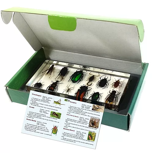 Научный набор Жуки насекомые (12 шт) от REALBUG Научный набор Жуки насекомые (12 шт) от REALBUG