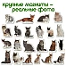 Набор магнитов