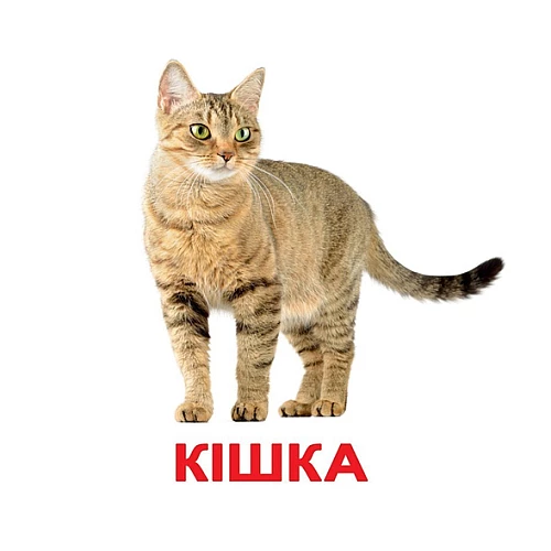 Набір карток Домана Світ тварин (6 комплектів)