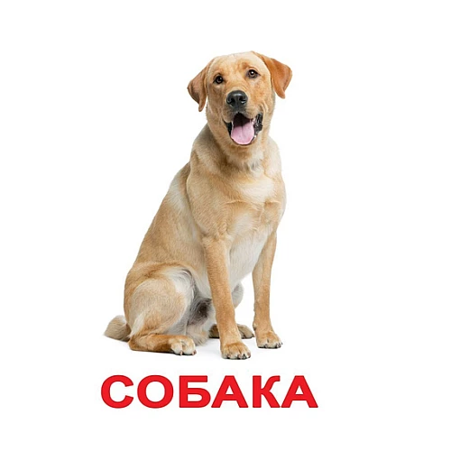 Набір карток Домана Світ тварин (6 комплектів)