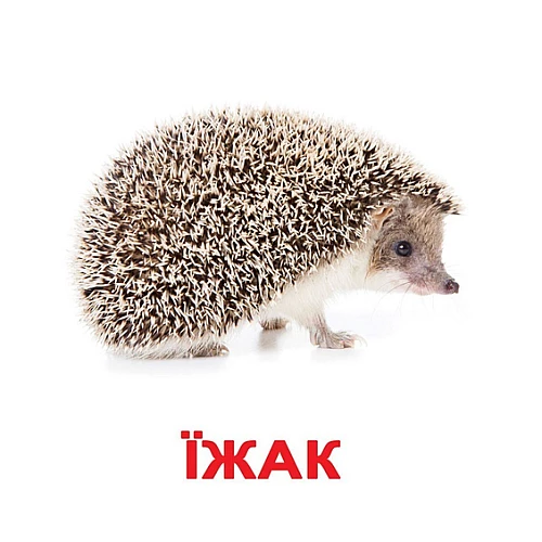 Набір карток Домана Світ тварин (6 комплектів)