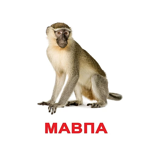 Набір карток Домана Світ тварин (6 комплектів)