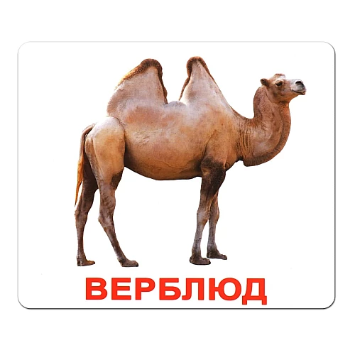 Набір карток Домана Дикі тварини (20 карток)