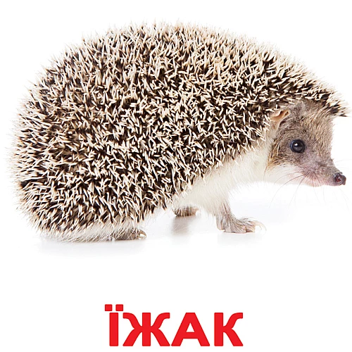 Набір карток Домана Дикі тварини (20 карток)