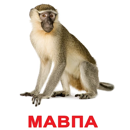 Набір карток Домана Дикі тварини (20 карток)