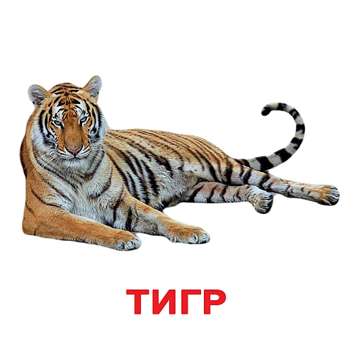 Набір карток Домана Дикі тварини (20 карток)