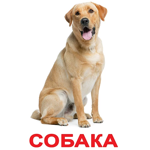 Навчальний набір карток Свійські тварини (20 карток)