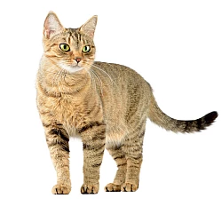 Обучающий набор карточек Домашние животные (20 карточек)