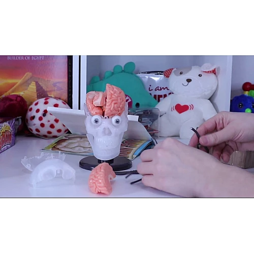 Развивающий набор Анатомическая модель Мозг от SmartLab Toys