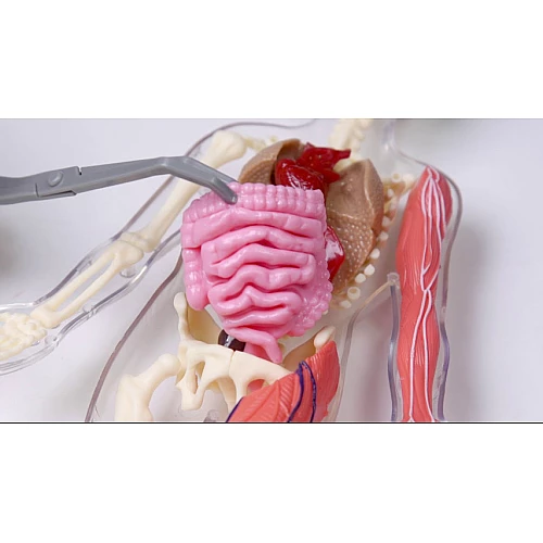 Развивающий набор Анатомический конструктор от SmartLab Toys