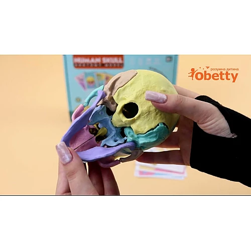 Модель людського черепа від Obetty