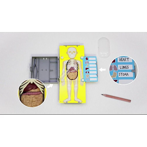 Розвиваючий набір Тулуб людини від 4M