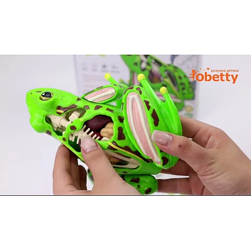 Анатомическая модель лягушки от Obetty