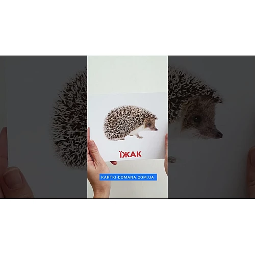 Набір карток Домана Дикі тварини (20 карток)