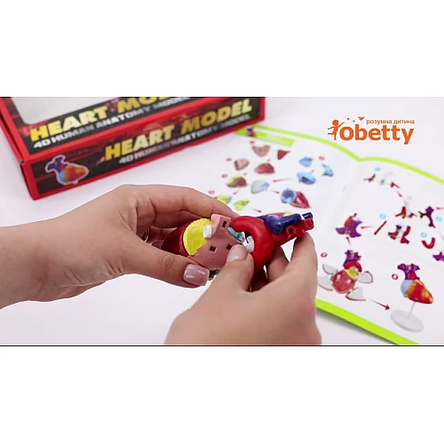 Навчальний набір Серце людини (31 деталь) від Obetty