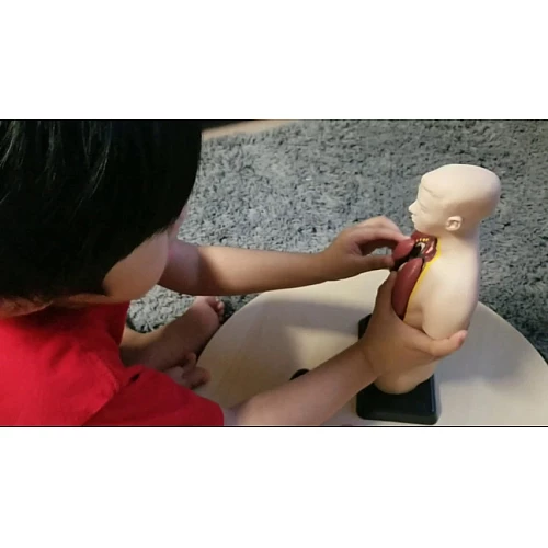 Навчальний набір модель Тіло і захоплюючі факти від Lakeshore