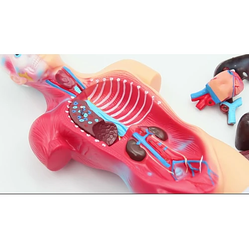 Анатомічна модель Людського тіла від NNSKI